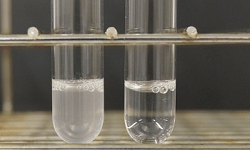 Bile solubility test